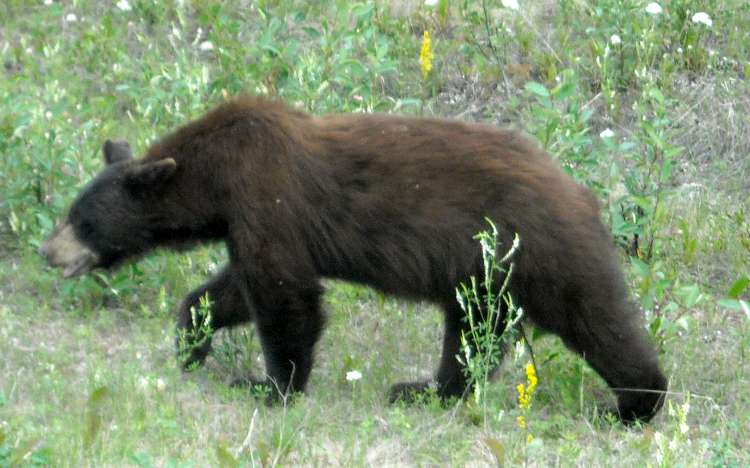 Dot & Irv in Bear Country