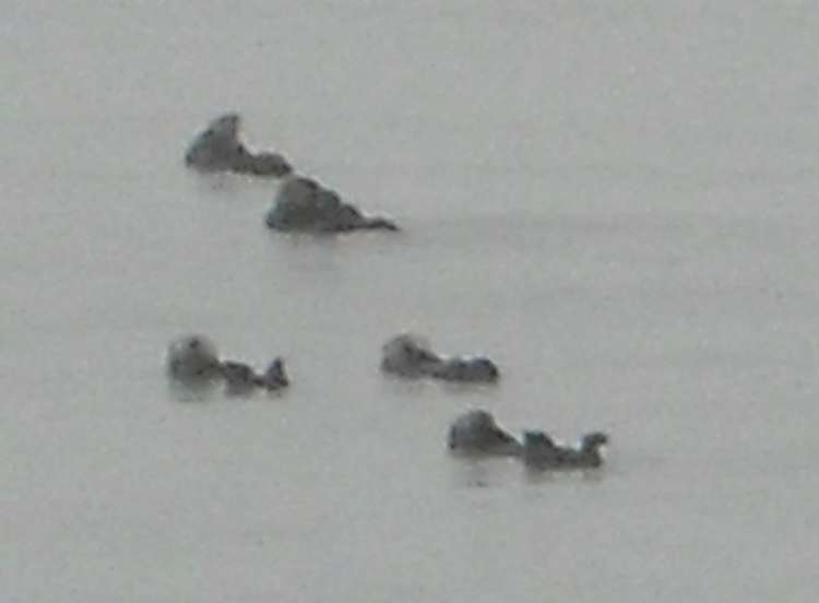 A "Raft" of Otters